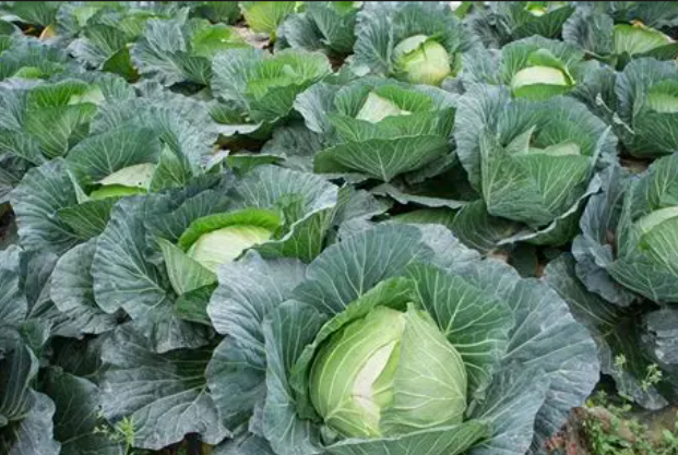 Cabbage
